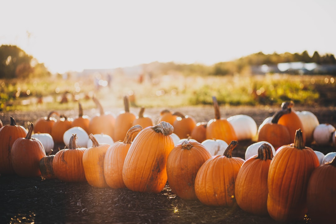 Photo Pumpkin patch