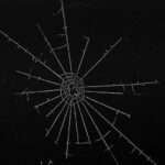 Photo Spider web