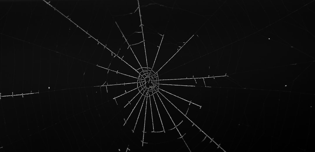 Photo Spider web