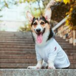 Photo Step-by-step instructions